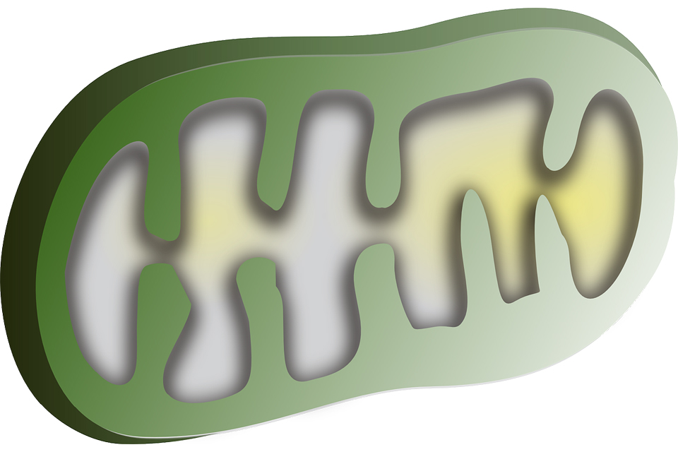 Illustration of green mitochondrion.