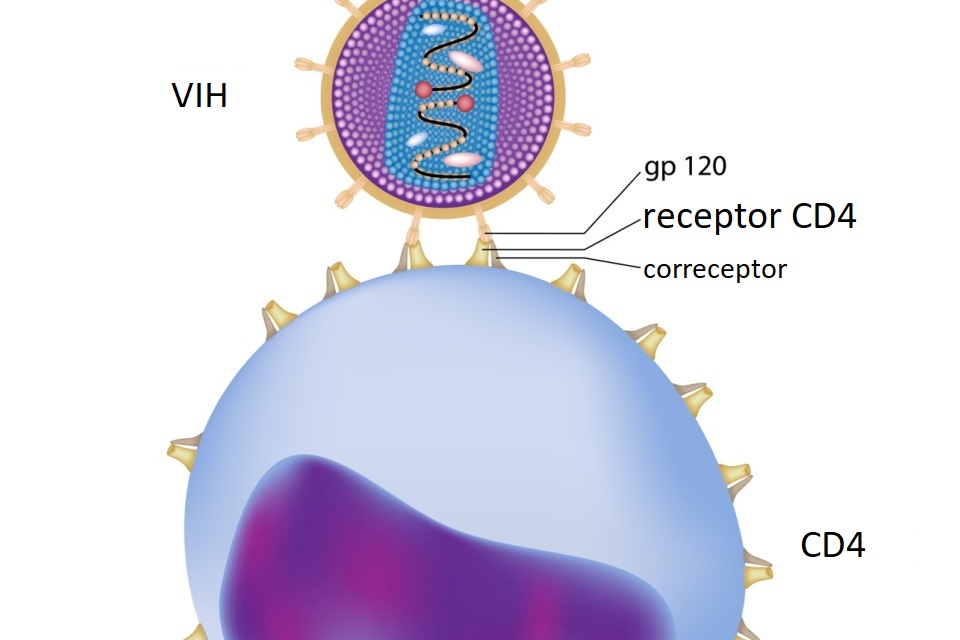 Ilustración colorida de células T y VIH, que muestra el receptor CD4, el correceptor y GP 120.