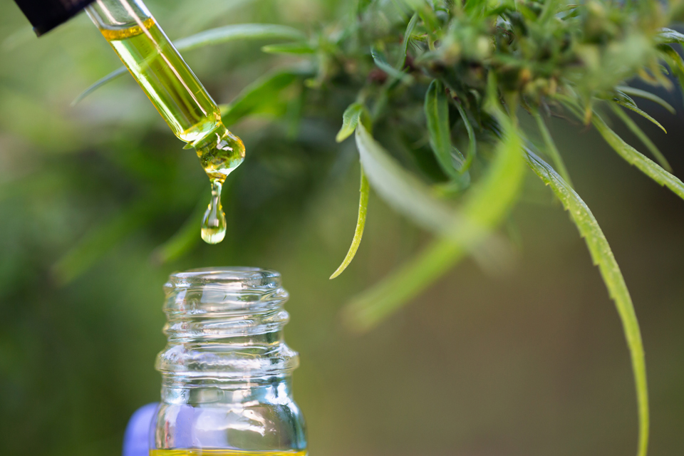 Planta de cannabis/marihuana y botella pequeña de vidrio de aceite con cuentagotas.