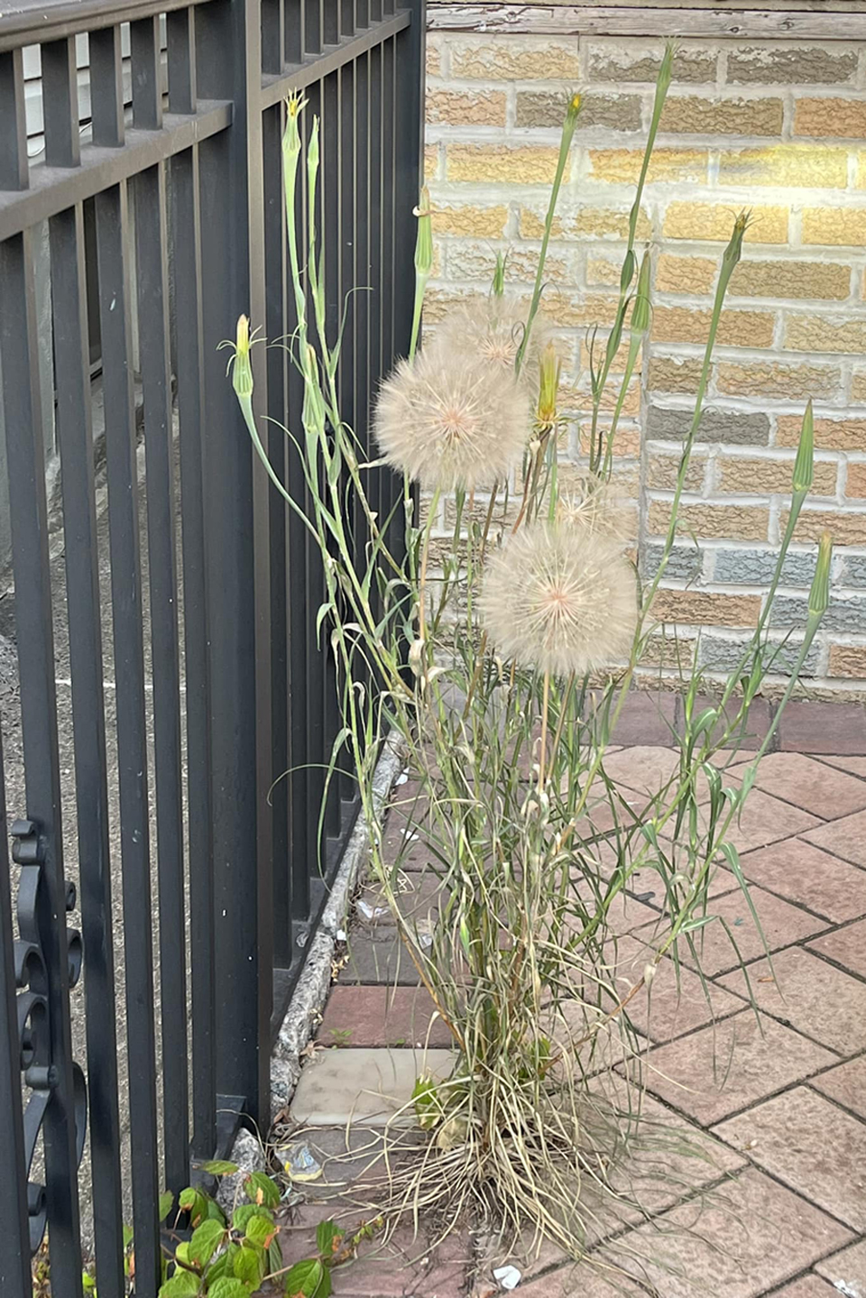 Dandelions.