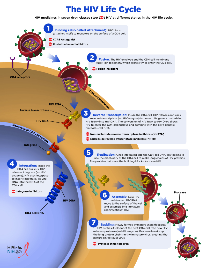 Diagram of the HIV life cycle.