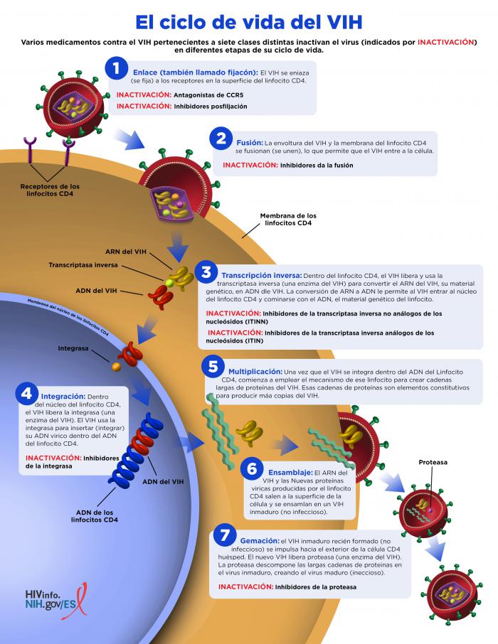 Diagrama del ciclo de vida del VIH.