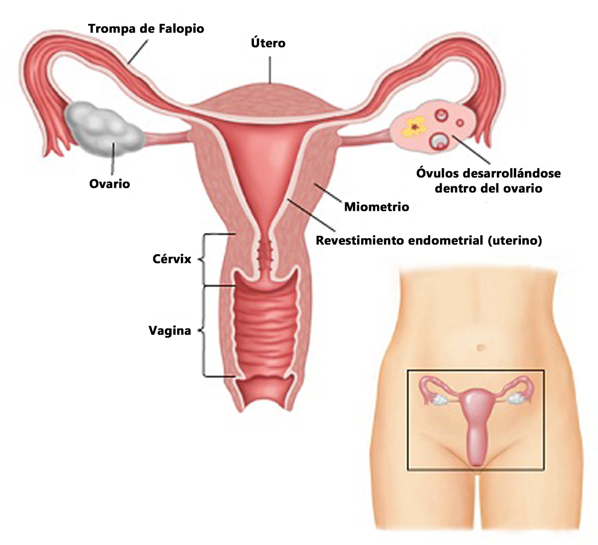 Ilustración del sistema reproductivo femenino.