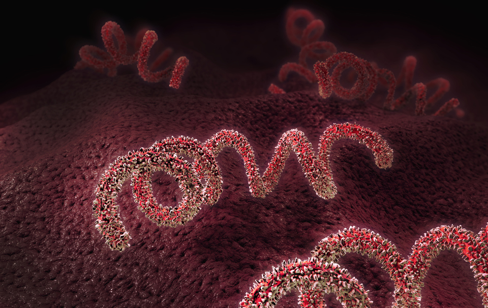 3d illustration of a syphilis pathogen.