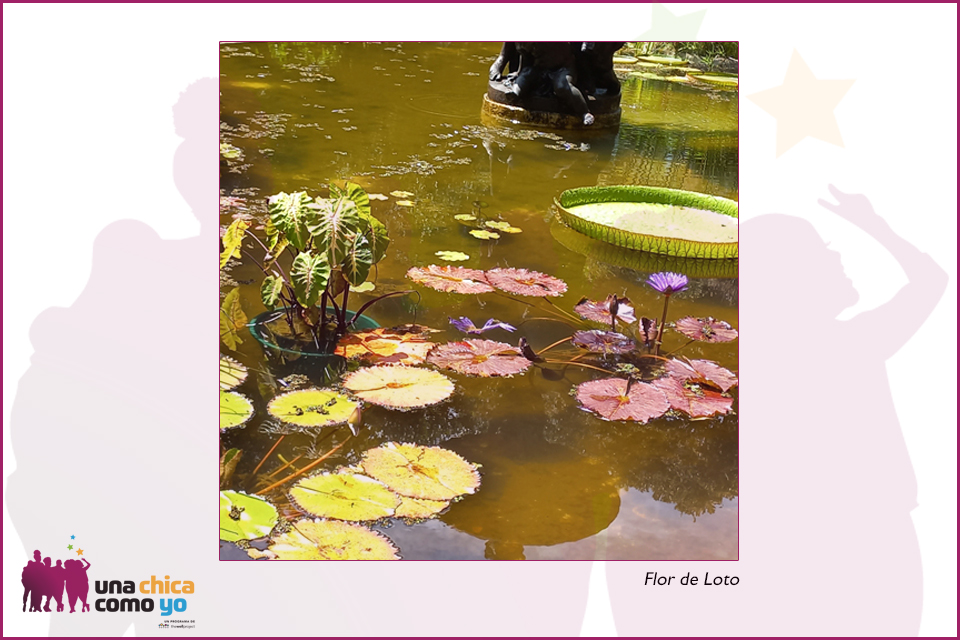 Lotus flowers in water and logo for Una Chica Como Yo.
