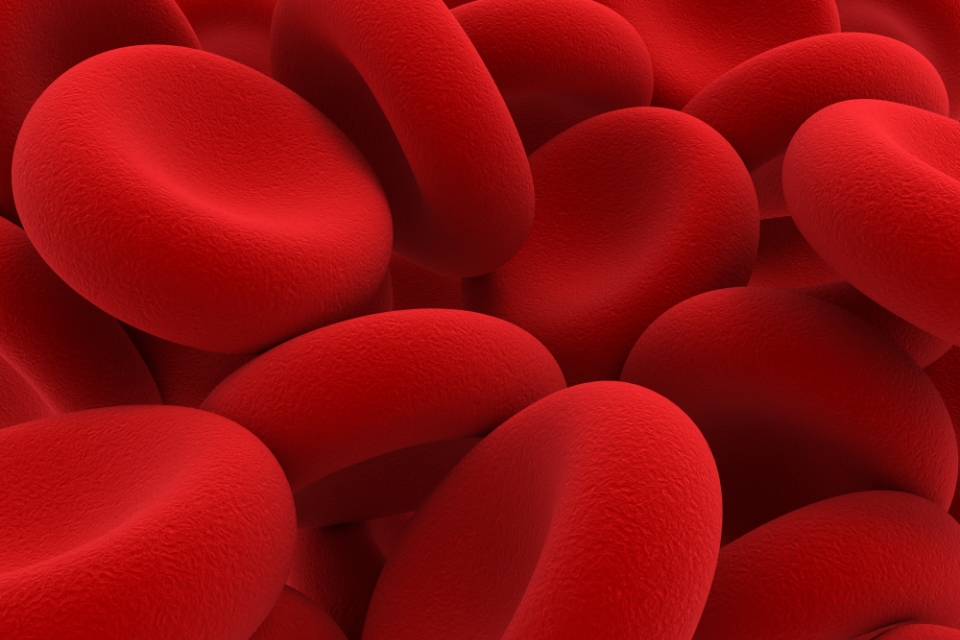 Las células rojas de la sangre.