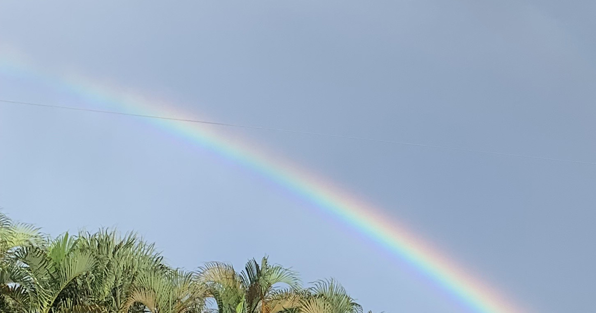 Rainbow over trees.