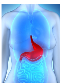 Illustration of internal organs in torso with stomach highlighted.