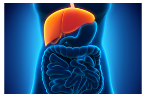 Illustration of internal organs in torso with liver highlighted.