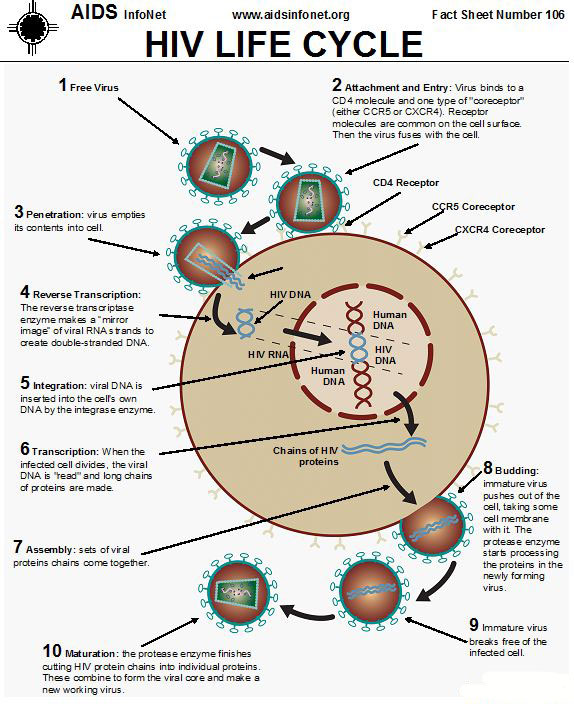 The Process Of Hiv Aids