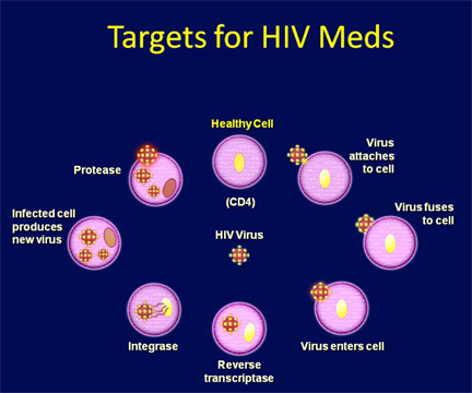 HIV Drugs and the HIV Lifecycle | The Well Project