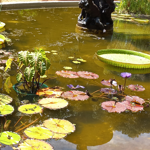 Lotus flowers in a pond.