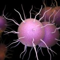 Ilustración 3D de la bacteria responsable de la infección de transmisión sexual Gonorrea.