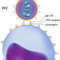 Colorful illustration of T Cell and HIV, showing CD4 receptor, coreceptor, and GP 120.