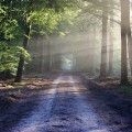Un camino abierto a través de un bosque con la luz del sol brillando a través de los árboles.