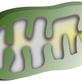 Illustration of green bacterium.