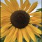 Junie25's picture