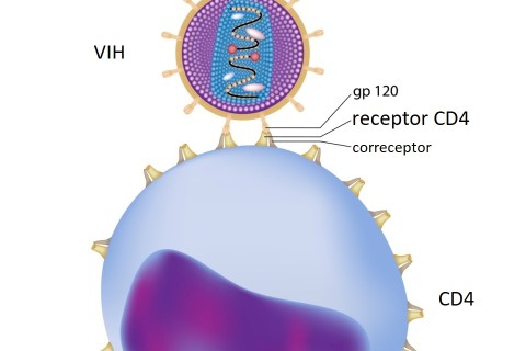  Ilustración colorida de células T y VIH, que muestra el receptor CD4, el correceptor y GP 120.