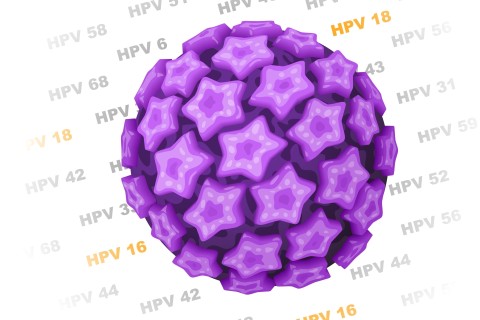 Illustration of the Human Papillomavirus (HPV).