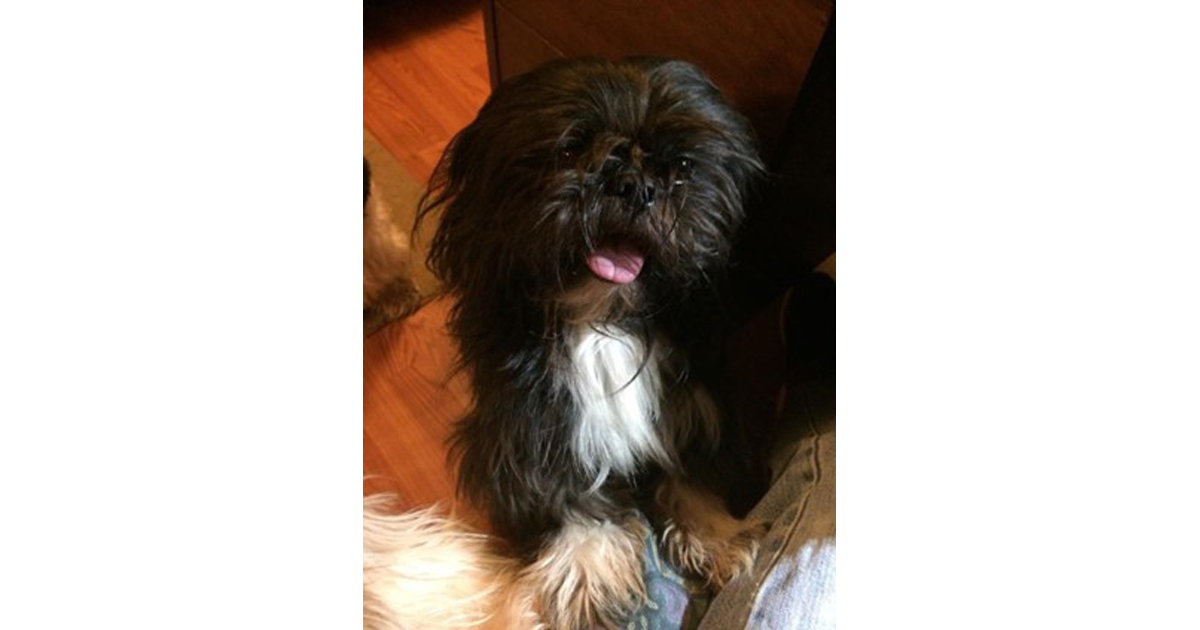 KatieAdsila's dog, Tux.