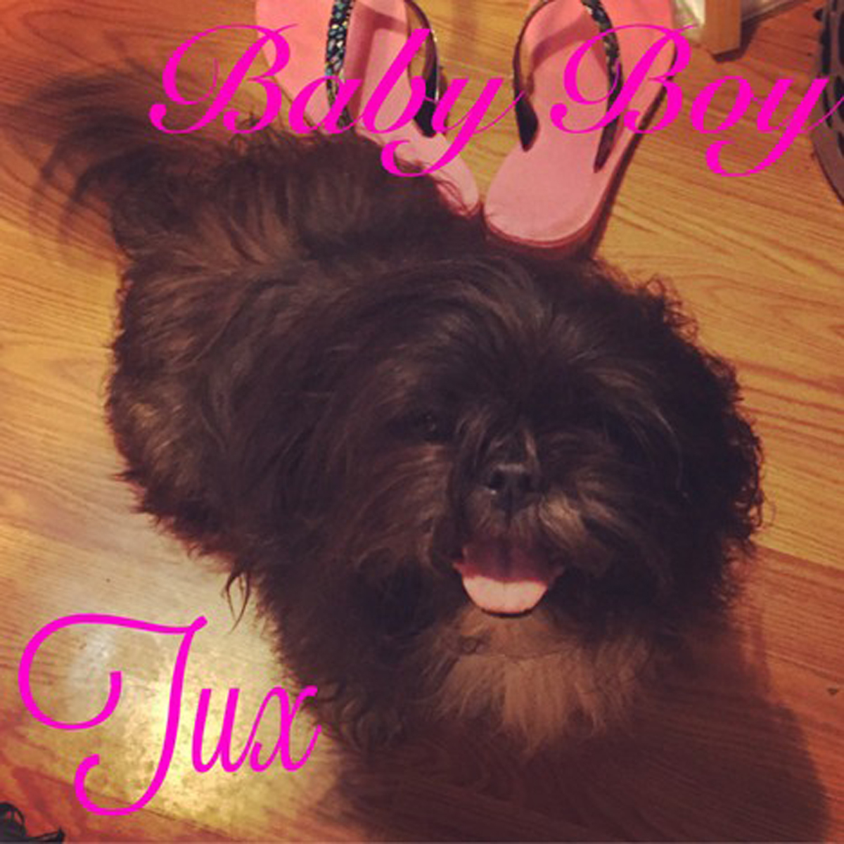 KatieAdsila's dog, Tux.