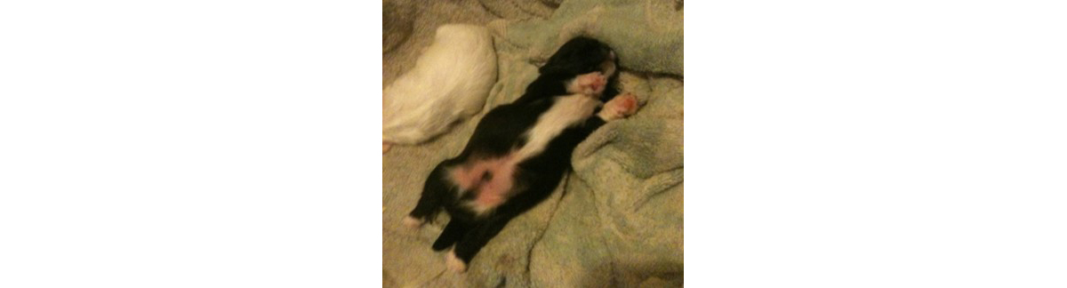 KatieAdsila's dog, Tux.