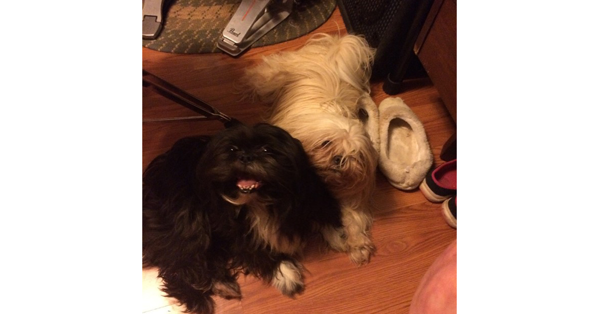 Two of KatieAdsila's dogs.